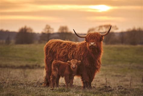 Highland Cattle Wallpapers - Wallpaper Cave