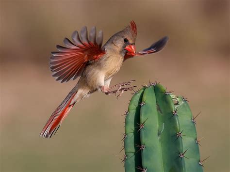 Northern Cardinals In Texas (All You Need To Know) | Birdfact