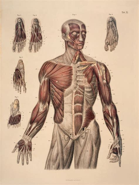 Anatomy Figure Drawing Reference – Warehouse of Ideas