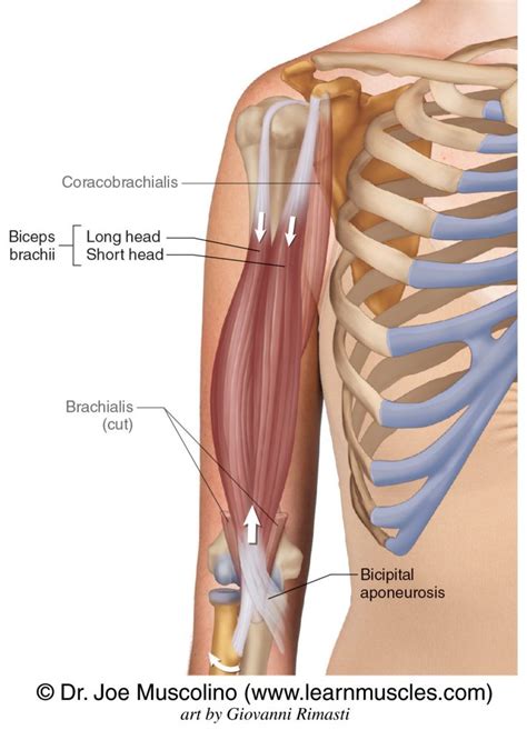 Bicep Muscles Anatomy