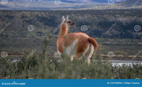 Wildlife and Nature at Parque Torres Del Paine, Chile, Patagonia Stock ...