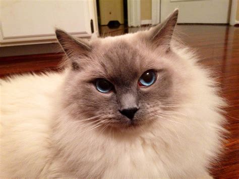 My beautiful blue eyed Ragdoll cat : r/aww