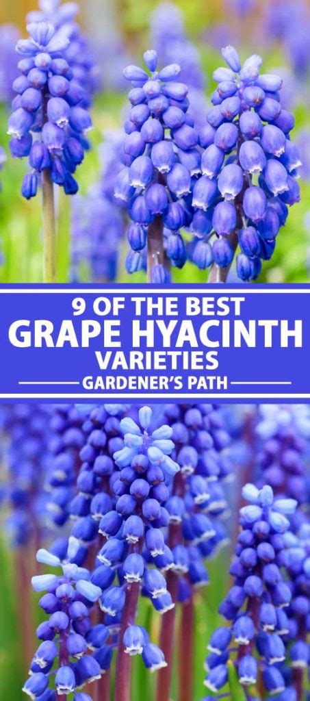 9 of the Best Grape Hyacinth Varieties for the Garden | Gardener’s Path