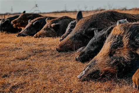 Wild Hog Hunts North Texas | Guided Hog Hunting Trips | Lone Star Hunts