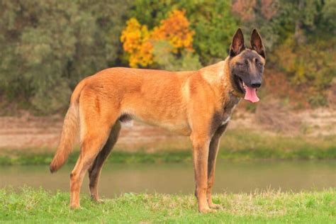 All Belgian Malinois Colors and Patterns Explained (With Pictures!)