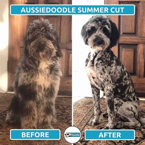 Aussiedoodle Haircut Styles: Before & After Grooming Photos ...