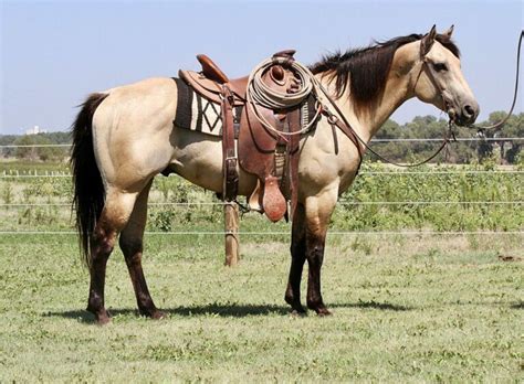 How to Discover The Best Western Riding Horse Breeds Now