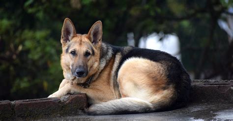 Adult Black and Brown German Shepherd Lying on Floor · Free Stock Photo