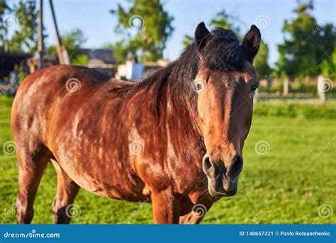 Beautiful Healthy Horse Graze on Green Grass in the Meadow. the Theme ...