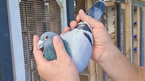 ONE LOFT PIGEON RACING START - YouTube