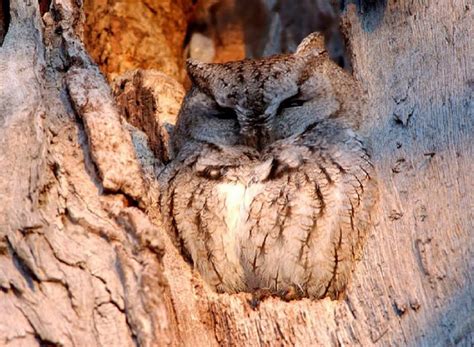 EASTERN SCREECH OWL, EASTERN, SCREECH, CAMOUFLAGE, OWL, HD wallpaper ...