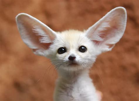 Fennec Fox, North Africa. Its giant ears, twice the size of its face ...