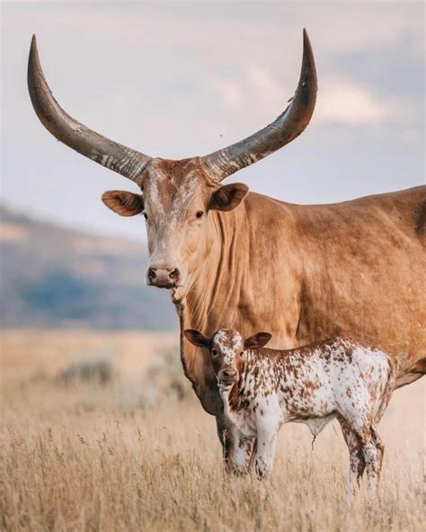 (7) Ankole have some of the largest horns of any breed of cattle ...