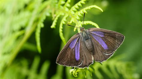 Purple Hairstreak (Favonius quercus) - Woodland Trust