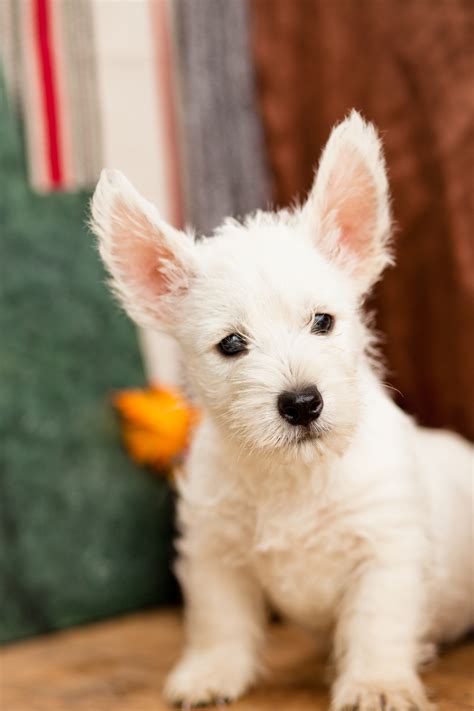 37 Top Photos Westie Puppies For Sale In Pa / Cute Westie puppies for ...