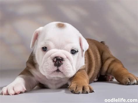 English Bulldog Price Guide (2024 Puppy Cost) - Oodle Life