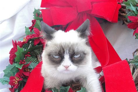 Free download Top HD Wallpapers Grumpy cat christmas wallpapers 2013 ...