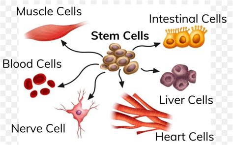 Adult Stem Cell Therapies – Advantages and Disadvantages