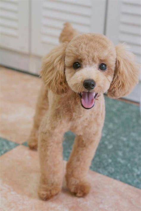 Poodle Dogs Corte de caniche Dog Grooming Styles, Poodle Grooming ...