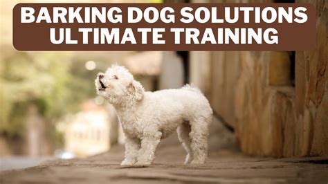 Barking Dog Solutions - Ultimate Training In 2024