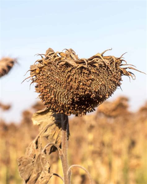 Harvesting Sunflower Seeds - How & When to Harvest Sunflower Seeds ...