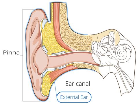 Ear Anatomy | Causes of Hearing Loss | Hearing Aids | Audiology