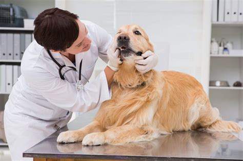 Vet Tips: Can Dogs Get Gum Disease?