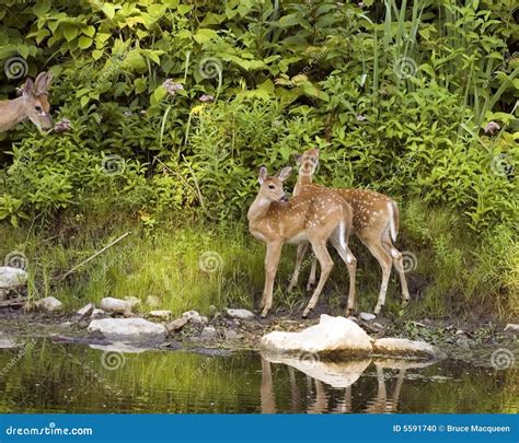 Two Whitetail Deer Fawns Stock Photo - Image: 5591740