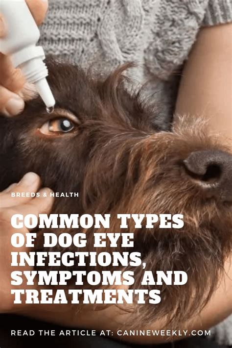 how to help a dog eye infection at home - Shandra Burkhart