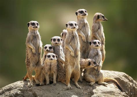 Meerkat Family On Lookout by Kristianbell