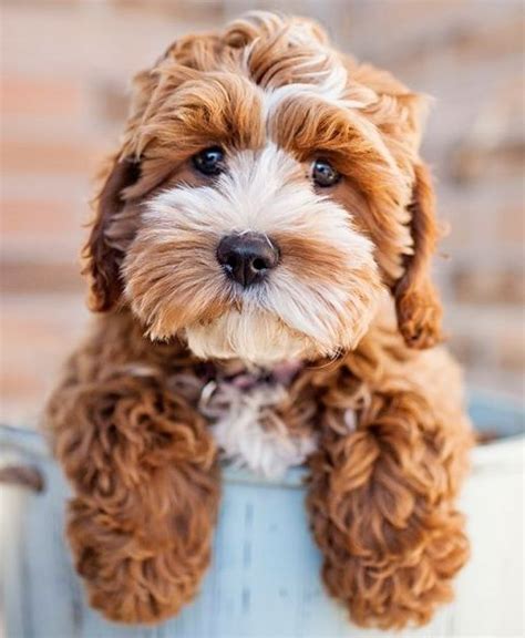 21 Unreal Poodle Cross Breeds You Have To See To Believe | Animalitos ...