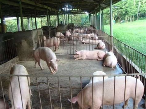 Space recommendations for Pigs – Jaguza Farm Support