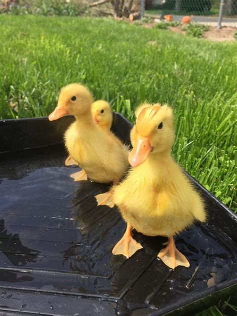 Raising Pekin Ducks - Backyard Poultry | Cute ducklings, Pet ducks ...