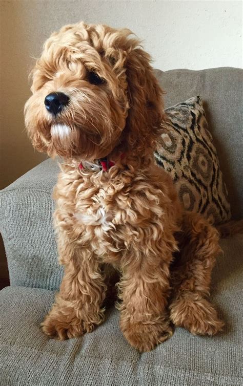 Cockapoo Puppy Breeders Illinois : Cockapoo puppy for sale near ...