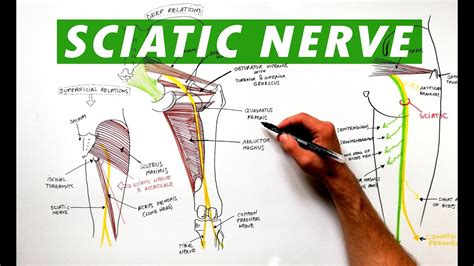 Sciatic Nerve - Anatomy Tutorial - YouTube