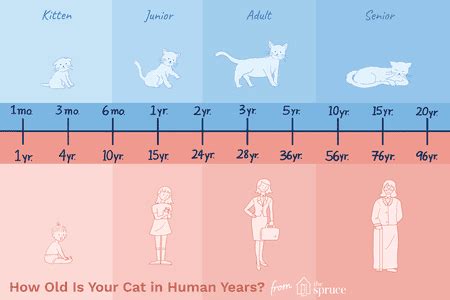 20 HQ Pictures Cat Age Chart In Human Years / How to Calculate Cat ...