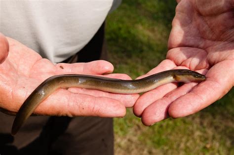 The American Eel: International Fish of Mystery - Alliance for the ...