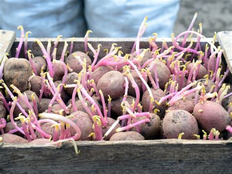 Growing Seed Potatoes: How To Plant Seed Potatoes