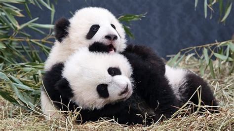 'Cuddly' diplomacy: Canada's new panda cubs renew the politics of ...