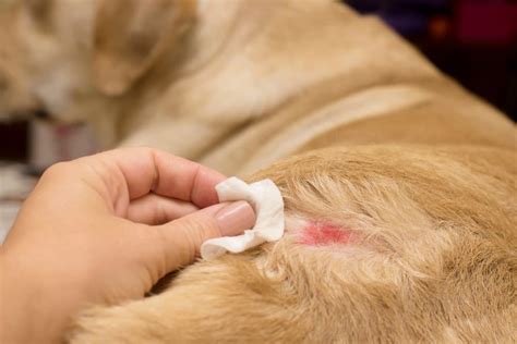 Hot Spots on Dogs | Great Pet Care