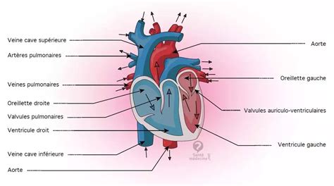 Pulmonary artery: definition and diagram - Archynewsy