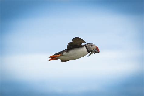 Puffin in Flight | I took this shot on the Isle of May an is… | Flickr