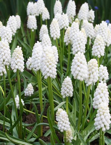 White Grape Hyacinth or Muscari | Holland Bulb Farms | 83125