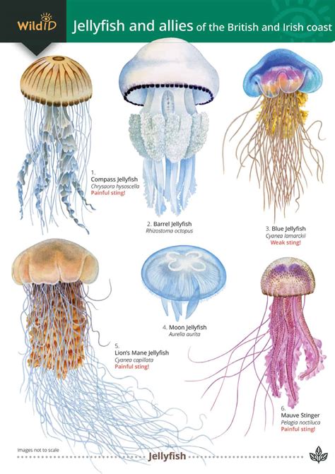 Jellyfish – Field Studies Council