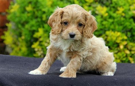 Cockapoo Puppies For Sale | Boise, ID #117225 | Petzlover