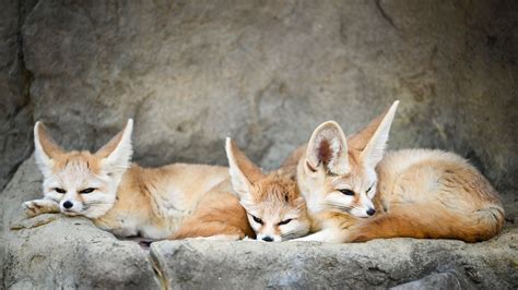 Fennec Fox Fact Sheet | Blog | Nature | PBS