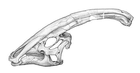 Parasaurolophus Skull