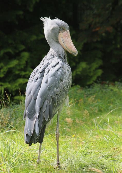 Download Animal Shoebill Image