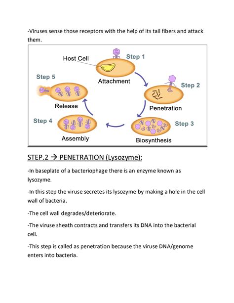 Lysogenic Cycle Animation