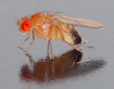 Study of fruit fly chromosomes improves understanding of evolution ...